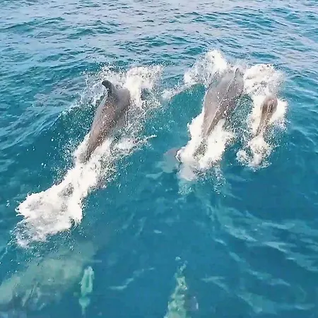 ヴィラ Cayo Coco By Algarve Vacation *